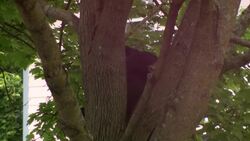 DEC tranquilizes, safely relocates bear in Poughkeepsie neighborhood News Clip
