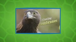 Did You Know That Eagles Can Go As Fast As 200 Mph?! Instructional Video