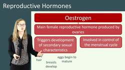 Reproductive Hormones: Their Roles and Functions in Human Beings Instructional Video