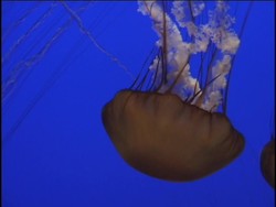 Simple Animals: Video Assessment Instructional Video