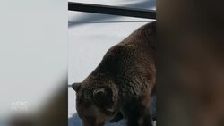 Bears are waking up: torpor is over News Clip