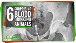 6 Surprising Blood-Drinking Animals Instructional Video