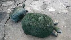 Freshwater turtles in fish ponds. Stock Footage