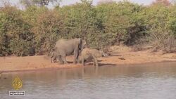 South Africa works to control Kruger Park's elephant population News Clip