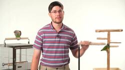 How to Set Up a Training Area for Teaching a Parrot Tricks Instructional Video