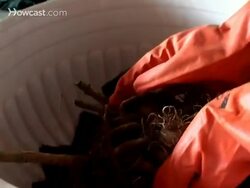 How to Plant Bulbs Instructional Video