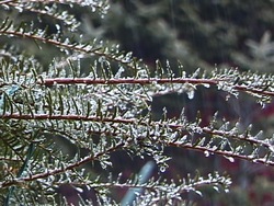 Observando el clima: observando la precipitación Instructional Video