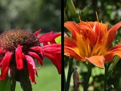 Biodiversidad: ¿qué es la biodiversidad? Instructional Video