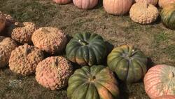 Pumpkin season begins for local farmers News Clip