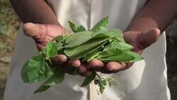 Food aid not reaching families that need it most in Yemen Instructional Video