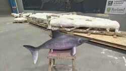 Newly Discovered Ichthyosaur Skeleton in storage in the UK News Clip