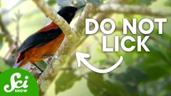 7 Scientific Discoveries Made by... Licking Stuff? Instructional Video