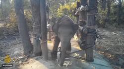 Animal abuse: Calls for Thailand gov't to stop wildlife shows News Clip