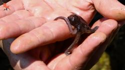 DEADLY Sea Snake Encounter! Instructional Video