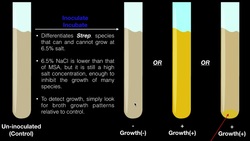 6.5% NaCl (Salt) Broth Instructional Video