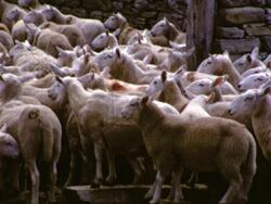 SHEEP, MELNESS, SCOTLAND 1970 Stock Footage