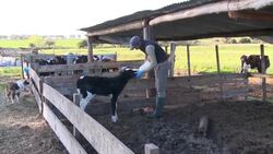 VOICED : La lucha de una pareja que aposto por vivir del campo en Uruguay News Clip