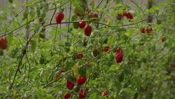 Cuban and US trade representatives explore possible expansion Instructional Video