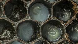 TED: The first 21 days of a bee's life | Anand Varma Instructional Video