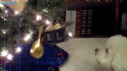 Why Dogs Make Great Holiday Companions (Compilation) Instructional Video