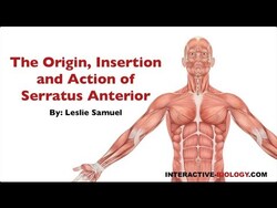 085 Origin, Insertion, and Action of Serratus Anterior Instructional Video