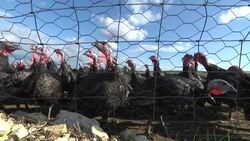 CLEAN : STOCKSHOTS: UK bird flu outbreak leads to mass turkey cull News Clip