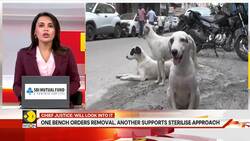 Supreme Court To Re-examine Stray Dog Order, CJI Constitutes 3-Judge Bench News Clip