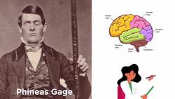 Methods of Testing in Psychology: Observation, Self-Report, and Experimentation Instructional Video