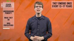 THE CICADAS ARE COMING! Instructional Video