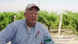 New Sunpreme Grape Variety from USDA-ARS Instructional Video