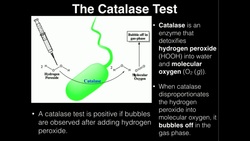 Microbiology: Catalase Test Instructional Video