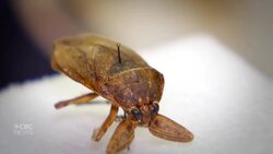 Alberta Bug Minute: What do you know about Alberta's predatory insects? News Clip