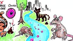 Toxoplasma - The Parasite That Turns FEAR Into DESIRE Instructional Video