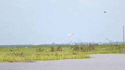 Large Nestling Great Egret in Large Nestling Great Egret in Phatthalung Province Stock Footage