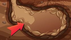 I WONDER - What Is A Fox Den? Me Pregunto - Qué Es Una Guarida De Zorros? Instructional Video