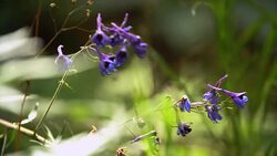 Green vegetation in the Siberian forest. Stock Footage
