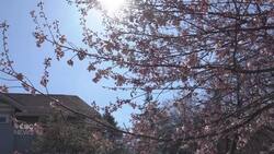 Vancouver residents excited for cherry blossoms News Clip