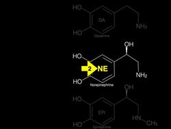 Catecholamines (Norepinephrine, Epinephrine) Instructional Video