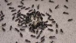 Ants Stock Footage