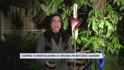 Corpse flower blooms at Brooklyn Botanic Garden, draws crowd despite foul smell Instructional Video