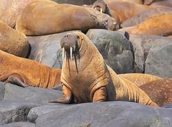 Evolution researchers discuss "On the Origin of Species" Instructional Video