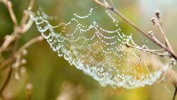Water drops on spider web Stock Footage