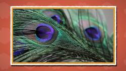 I WONDER - Why Are Peacock Feathers So Colourful? Me Pregunto - Por Qué Las Plumas De Pavo Real Son Tan Coloridas? Instructional Video