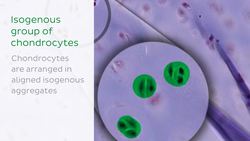 Hyaline cartilage Instructional Video