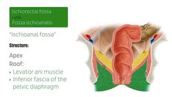 Ischiorectal fossa Instructional Video