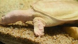 aquatic organisms Stock Footage