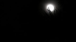 Full bright moon and cloudy background for halloween. Stock Footage
