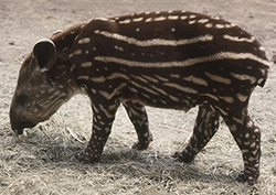 Recién llegado al zoológico Instructional Video