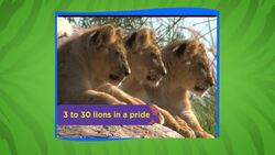 An Up-Close Look at the Lions of the San Diego Zoo Instructional Video