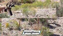 Animals in Deserts Instructional Video